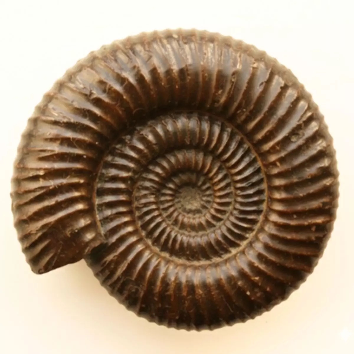 Avant - fossile brut