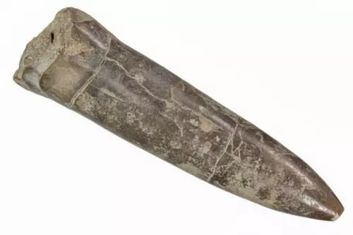 Après - ammonite polie